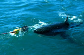 Gansbaai, South Africa